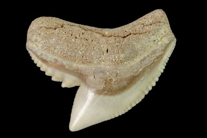 Fossil Tiger Shark (Galeocerdo) Tooth - Aurora, NC #143923